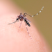 dengue