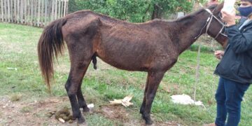 cavalo portão em pé