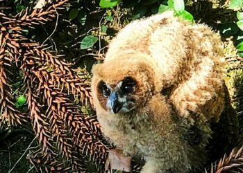 Coruja zona sul de Porto Alegre