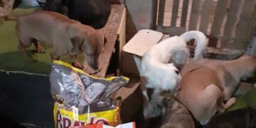 animais cuidadores