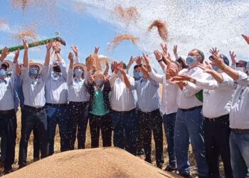 Abertura da Colheita do Trigo1