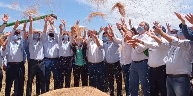 Abertura da Colheita do Trigo1