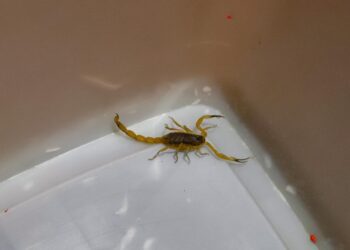 211110 CristineRochol EscorpiaoAmarelo SMS 111