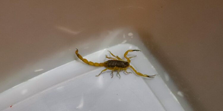 211110 CristineRochol EscorpiaoAmarelo SMS 111