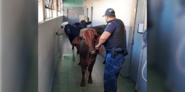 Bois inavadem escola
