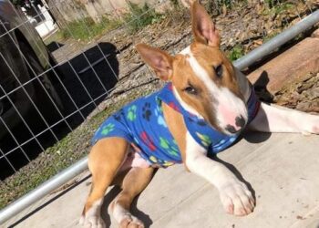 Cachorro desaparecido em Portao