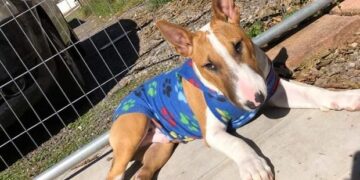 Cachorro desaparecido em Portao