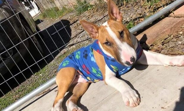 Cachorro desaparecido em Portao