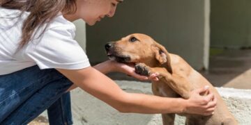 animais abandonados