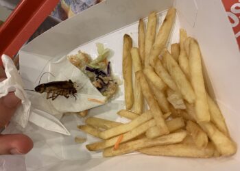 2912 Barata na Comida