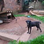 Animais Vovo Terezinha 1