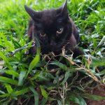 Animais Vovo Terezinha 12