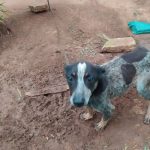 Animais Vovo Terezinha 2