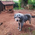 Animais Vovo Terezinha 3