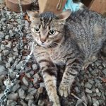 Animais Vovo Terezinha 5