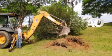 Arvore Replantada