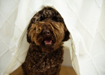 Cachorro fogos de artificio scaled