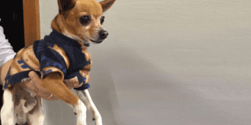 cachorro