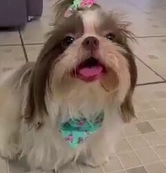 cadelinha desaparecida