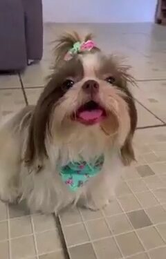 cadelinha desaparecida