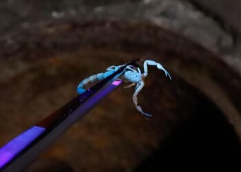 211110 CristineRochol EscorpiaoAmarelo SMS 251