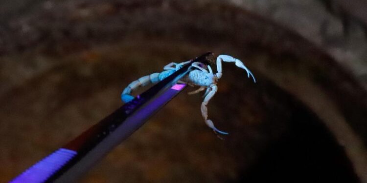 211110 CristineRochol EscorpiaoAmarelo SMS 251