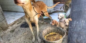Animais abandonados