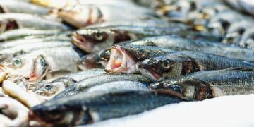 peixe 1