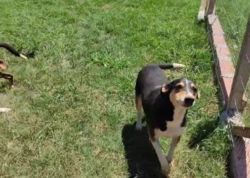 2704 Protetores dos Animais