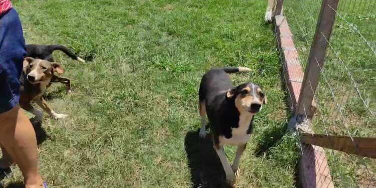 2704 Protetores dos Animais