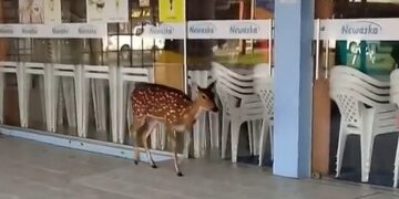 Cervo
