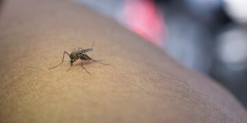 Dengue Portao 1