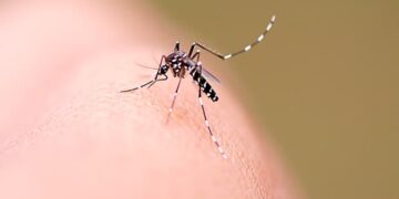 dengue