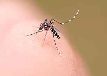 Dengue