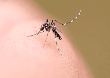 Dengue e1654866575805