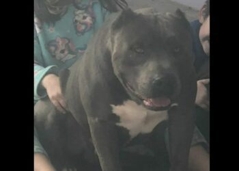 Cachorro Perdido Estancia Velha