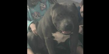 Cachorro Perdido Estancia Velha