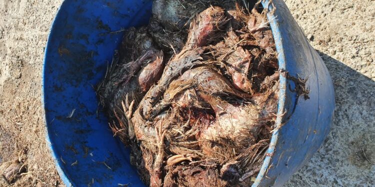 Prefeitura de Sao Leopoldo GCM e1661451138596