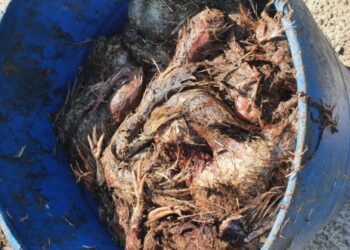 Prefeitura de Sao Leopoldo GCM e1661451138596