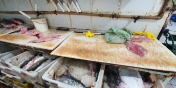 Pescados Apreendidos no Mercado Publico