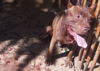 2810 Guarda Municipal de Sao Leopoldo