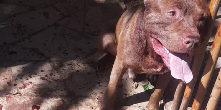 2810 Guarda Municipal de Sao Leopoldo