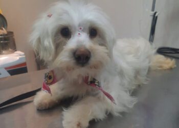 Screenshot at Oct 17 12 06 07