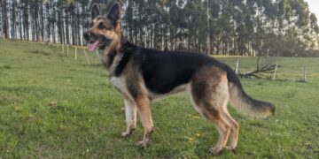 2811 familia de Portao cachorra desaparecida site e1669683272127