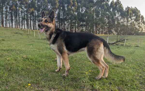 2811 familia de Portao cachorra desaparecida site e1669683272127