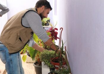 Armadilhas do mosquito da dengue