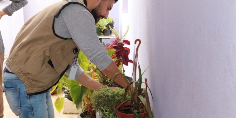 Armadilhas do mosquito da dengue