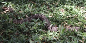 Cobra em São Leopoldo
