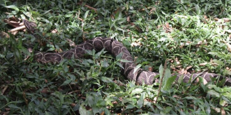 Cobra em São Leopoldo