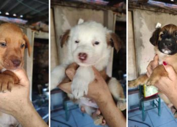 Feira adocao Estancia Velha